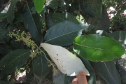 <strong>Heritiera littoralis - Ramon, Laurence - 61</strong><br />© Ramon, Laurence
